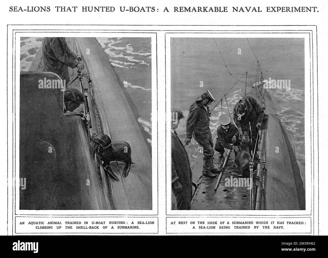 Nach dem Krieg kam ein bemerkenswertes Marineexperiment ans Licht, das so unwahrscheinlich war, dass die illustrierten London News, als sie davon erfuhren, es für einen Schwindel hielten. Der Vorschlag, Seelöwen zu trainieren, sei auf U-Boote ausgebildet, schien weit hergeholt. Nach einer gründlichen Untersuchung waren sie jedoch mit der Echtheit so zufrieden, dass sie im April 1919 eine üppige Verbreitung veröffentlicht haben. Im Sommer 1917 erfand die Admiralität eine neue Art der Jagd auf U-Boote. Es ging einfach darum, zähme Seelöwen (Otaria Gillespie) zu beschäftigen, um sie aufzuspüren - die Idee war das Stockfoto