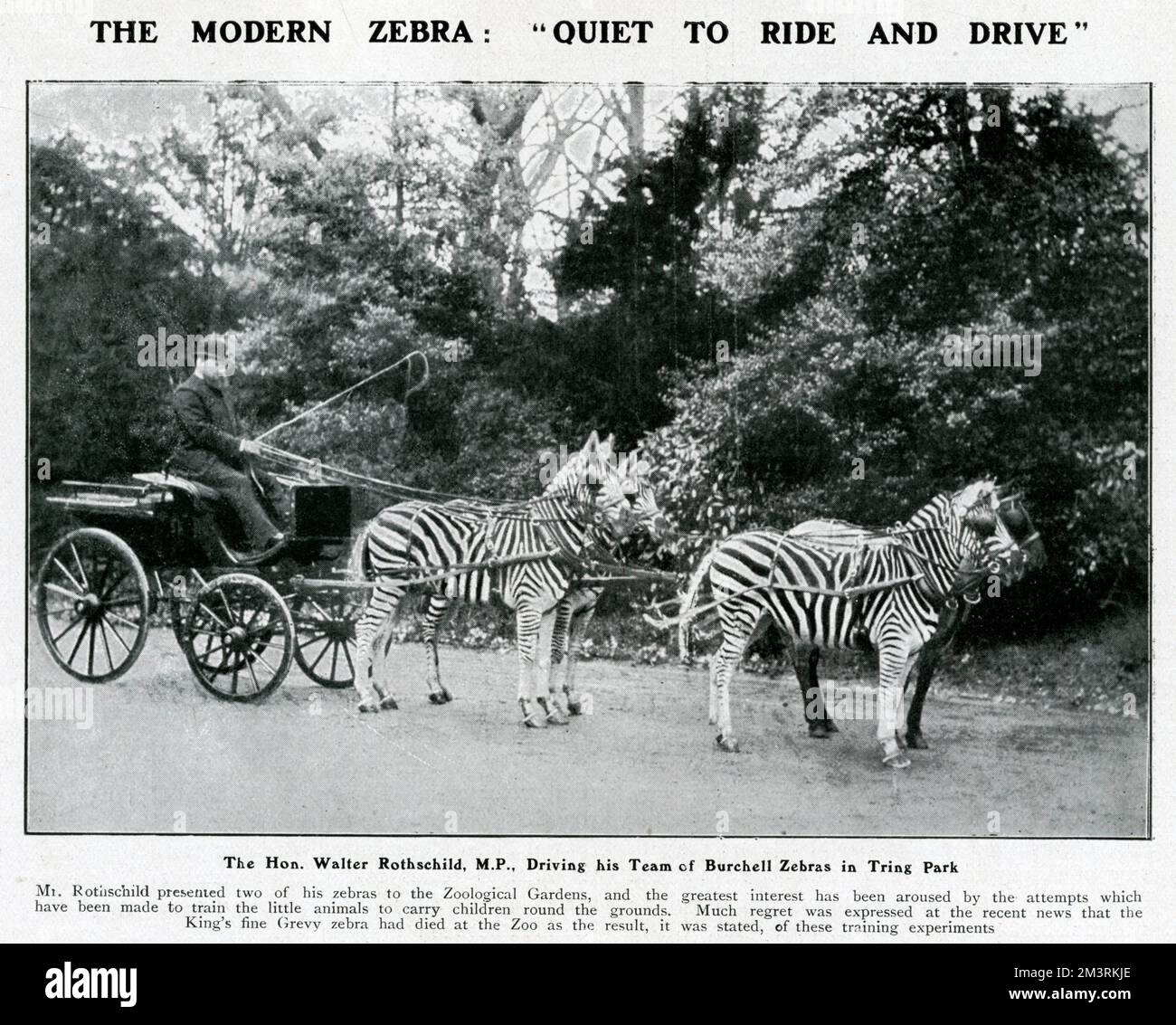 Kutsche gezeichnet von einem Zebra, gefahren von Lord Lionel Walter Rothschild, Gründer des Natural History Museum in Tring (wo dieses Foto gemacht wurde), heute Teil des Natural History Museum in London. 1904 Stockfoto