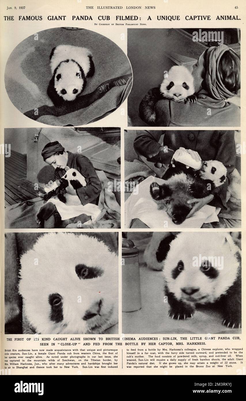 Eine Seite aus den illustrierten London News, die über einen Film berichtet, über Sun-Lin, das kleine Riesen-Panda-Junges, das erste ihrer Art, das dem britischen Kinopublikum lebendig gezeigt wurde. Dieses seltene Jungtier (in diesem Artikel Sun-Lin genannt, aber auch bekannt als Su Lin) wurde von der unerschrockenen Manhattan-Sozialistin Ruth Harkness (Mrs William Harness Jnr) (1900-1947). 1937 Stockfoto