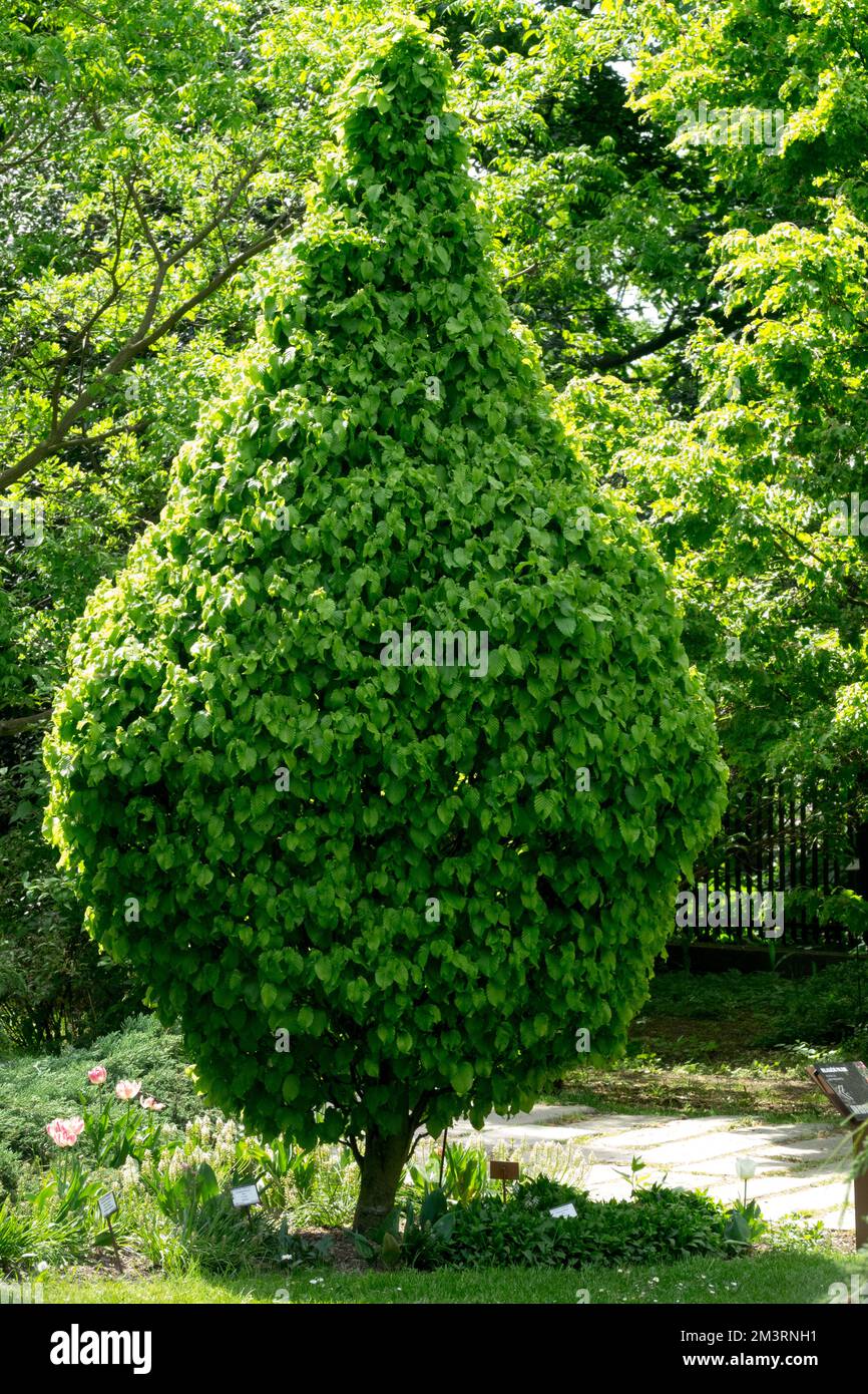Europäischer Hornbalken, Carpinus betulus „Columnaris Nana“, Carpinus-Baum, Hornbalken, kleiner Garten, Laubbaumform Stockfoto