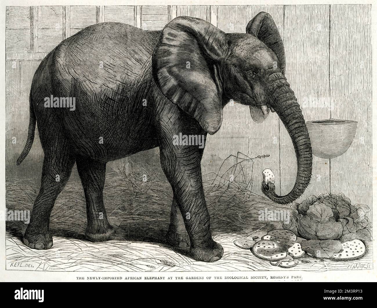 Jumbo der afrikanische Elefant in den Gärten der Zoologischen Gesellschaft, Regent's Park, abgebildet nach seiner Einfuhr im Jahr 1865. Im Austausch gegen ein Nashorn mit dem Jardin des Plantes in Paris erfüllte Jumbo den Wunsch des Zoos, einen afrikanischen Elefanten sowie ein indisches Exemplar in seiner Sammlung zu haben. 1882 wurde Jumbo an P. T. Barnum verkauft, für seinen Zirkus in Nordamerika, aber 1885 starb er unter tragischen Umständen, als er von einem Zug auf einem Rangierbahnhof in St. angefahren wurde Thomas, Ontario, Kanada. 1865 Stockfoto