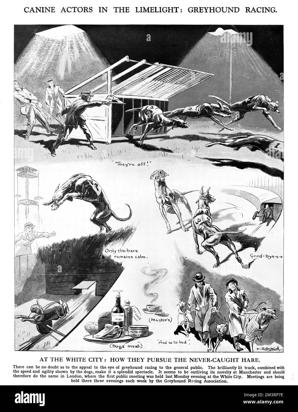 Greyhound Racing - Hundeschauspieler im Rampenlicht Stockfoto