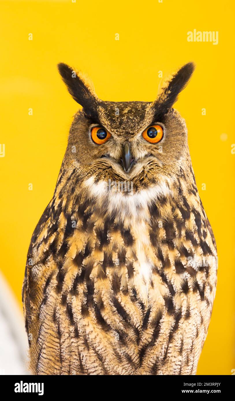 Eule-Nahaufnahme, die in die Kamera schaut. Ein Tier, niemand, Konzept für Wildnis und Wildtiere Stockfoto