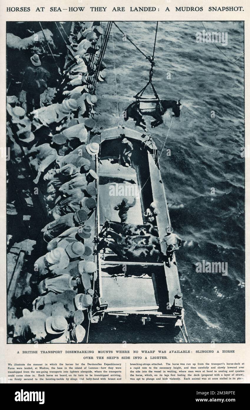 Tausende Kriegspferde wurden in ganz Großbritannien gekauft, um im Ersten Weltkrieg mit britischen Streitkräften zu dienen. Sie wurden benutzt, um Vorräte und Munition zu transportieren, die Verwundeten zu transportieren und Waffen zu ziehen. Ein Foto zeigt, wie die Pferde der Dardanelles Expeditionary Force auf Mudros, dem Stützpunkt auf der Insel Lemnos, landeten, wie sie von den Seetransporten in Feuerzeuge umgeladen wurden, und wo die Transporte nahe kommen konnten. 1916 Stockfoto