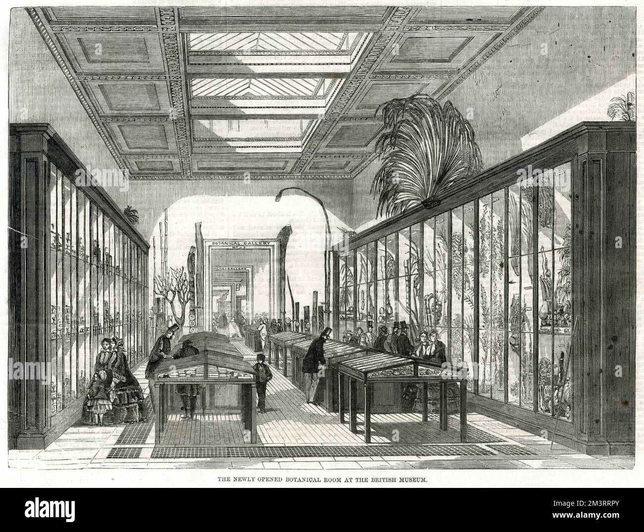 Botanischer Raum, British Museum 1858 Stockfoto