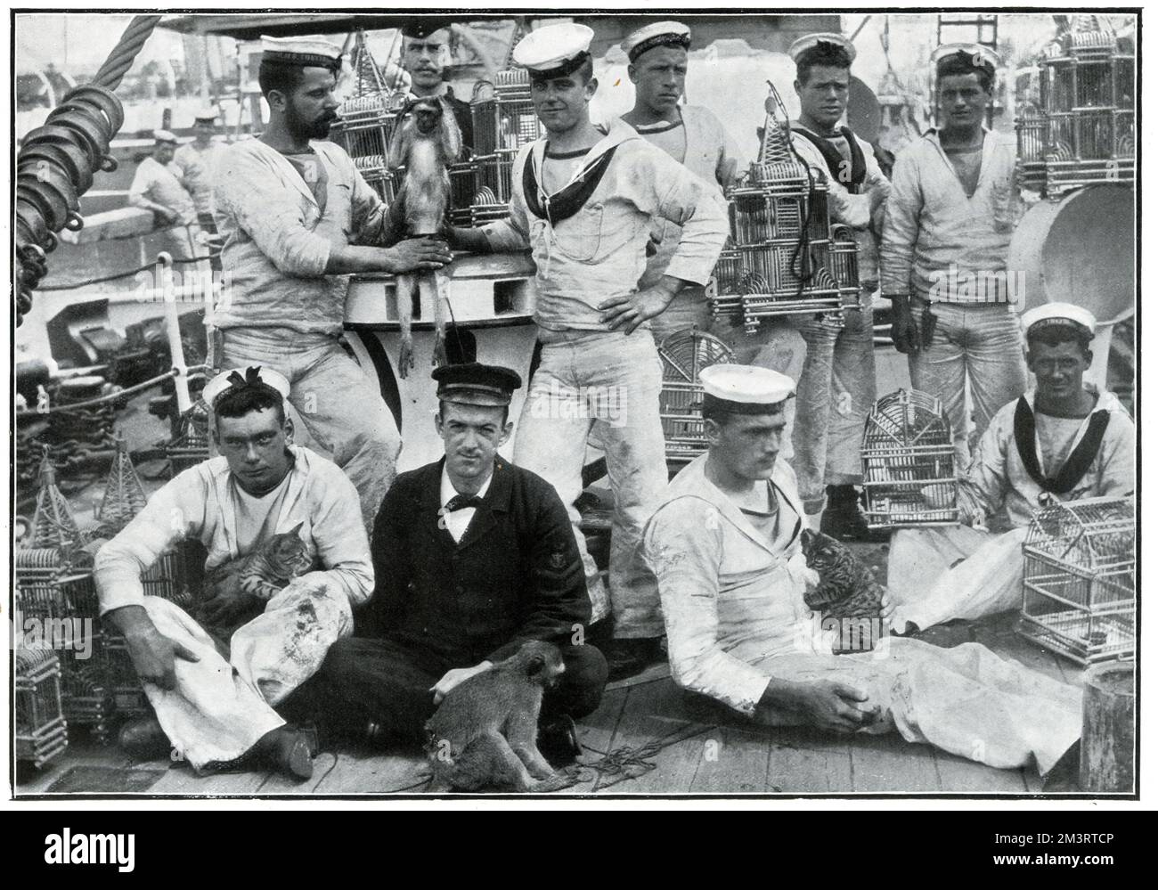 Haustiere, die von Männern von HMS Thetis aus St. Helena nach Hause gebracht wurden - der Affe „Jack“ salutiert aus der Kapistan. Datum: 1901 Stockfoto