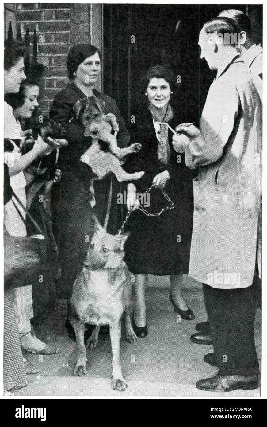 Frauen, die mit ihren Hunden in der Warteschlange stehen, um RSPCA-Rat zu erhalten, September 1939 Stockfoto