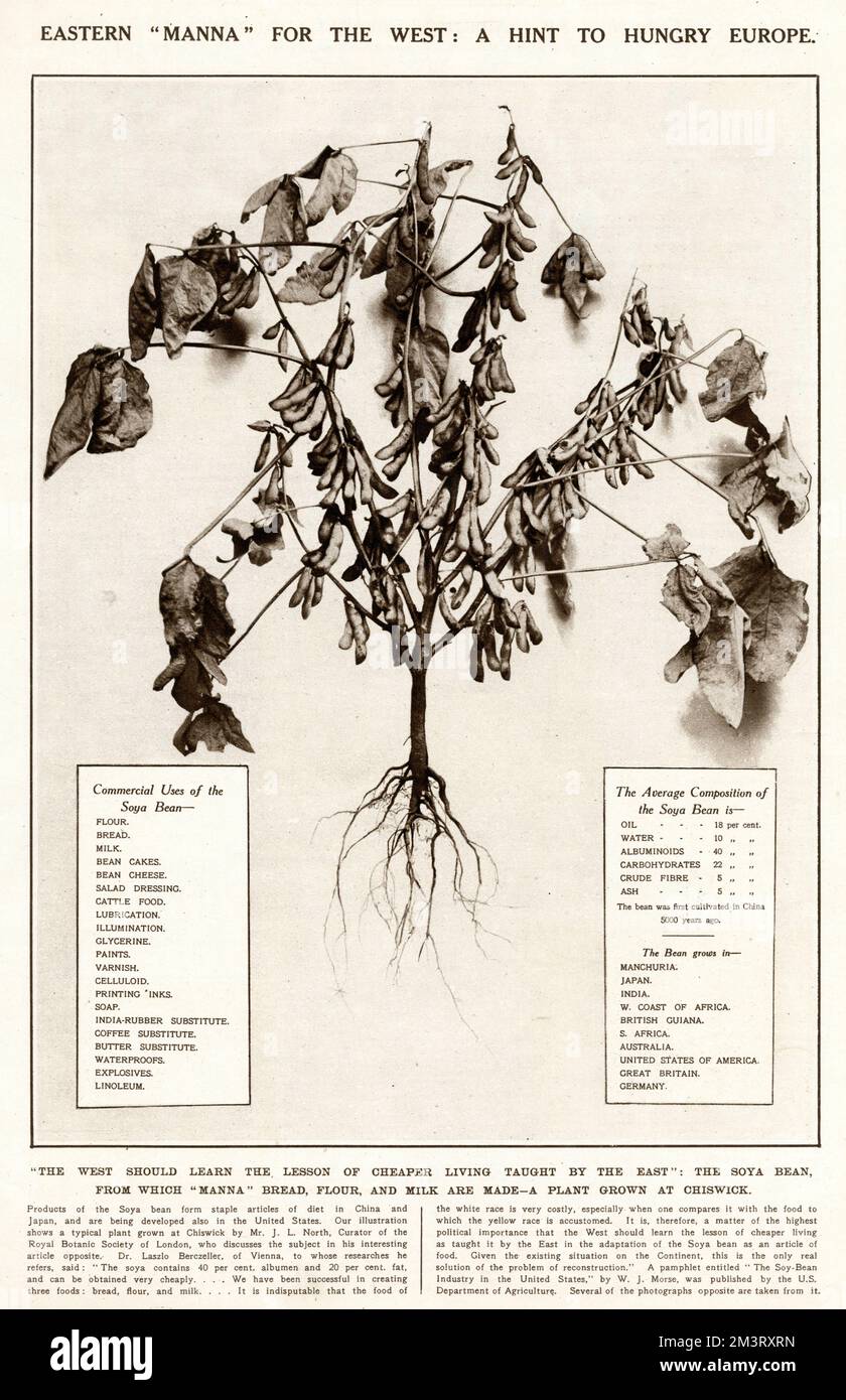 Seite der illustrierten London News, die über die Möglichkeiten der Sojabohne als Lösung für die Lebenshaltungskosten in Europa berichtet. In dem Leitartikel heißt es: "Es ist eine Angelegenheit von höchster politischer Bedeutung, dass der Westen die Lektion des billigeren Lebens lernt, wie er vom Osten bei der Anpassung der Sojabohne als Lebensmittel lehrt". Europa beginnt endlich, diesen Rat anzunehmen! Datum: 1921 Stockfoto
