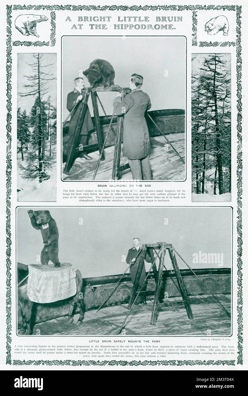"Ein heller kleiner Bruin im Hippodrom". Ein Bärenjunges trat 1905 im London Hippodrome auf. Seine Nummer bestand darin, dass er auf dem Rücken eines Ponys reitete und dann in eine Bar sprang, wo er ausbalancierte, bis das Pony eine weitere Runde in der Arena gemacht hatte und zurückgekehrt war, damit er wieder aufspringen konnte. Datum: 1905 Stockfoto