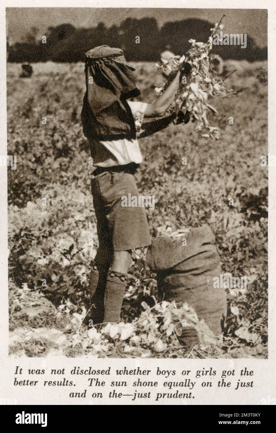 WW2 Uhr - Home Front - Junge von der Trinity County School, Wood Green, Middlesex pflückt Erbsen auf einem Bauernhof in Terling, Essex - eine Initiative des Essex war Agricultural Committee, des Stadtbediensteten des Dorfes und der Führungskräfte von Lord Rayleighs Farmen. Stockfoto