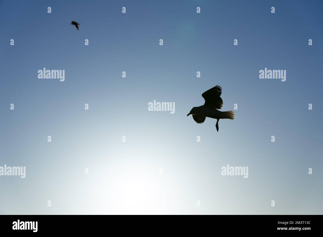 In Silhouette Möwe im Flug gegen den blauen Himmel, beleuchtet von Sonnenlicht. Stockfoto