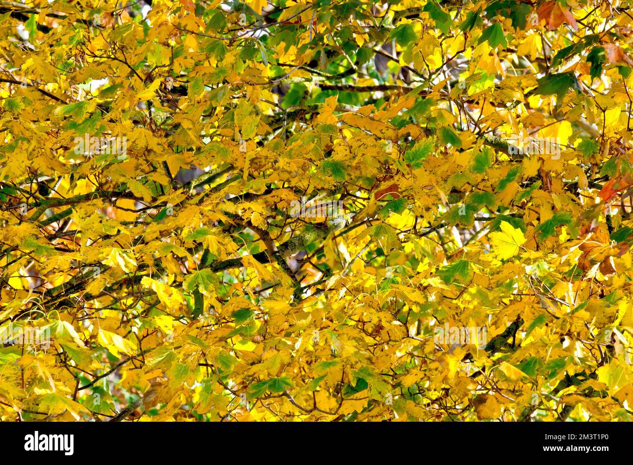 Sycamore (acer pseudoplatanus), wobei die Blätter des Baums im Herbst ihre Farbe wechseln. Stockfoto