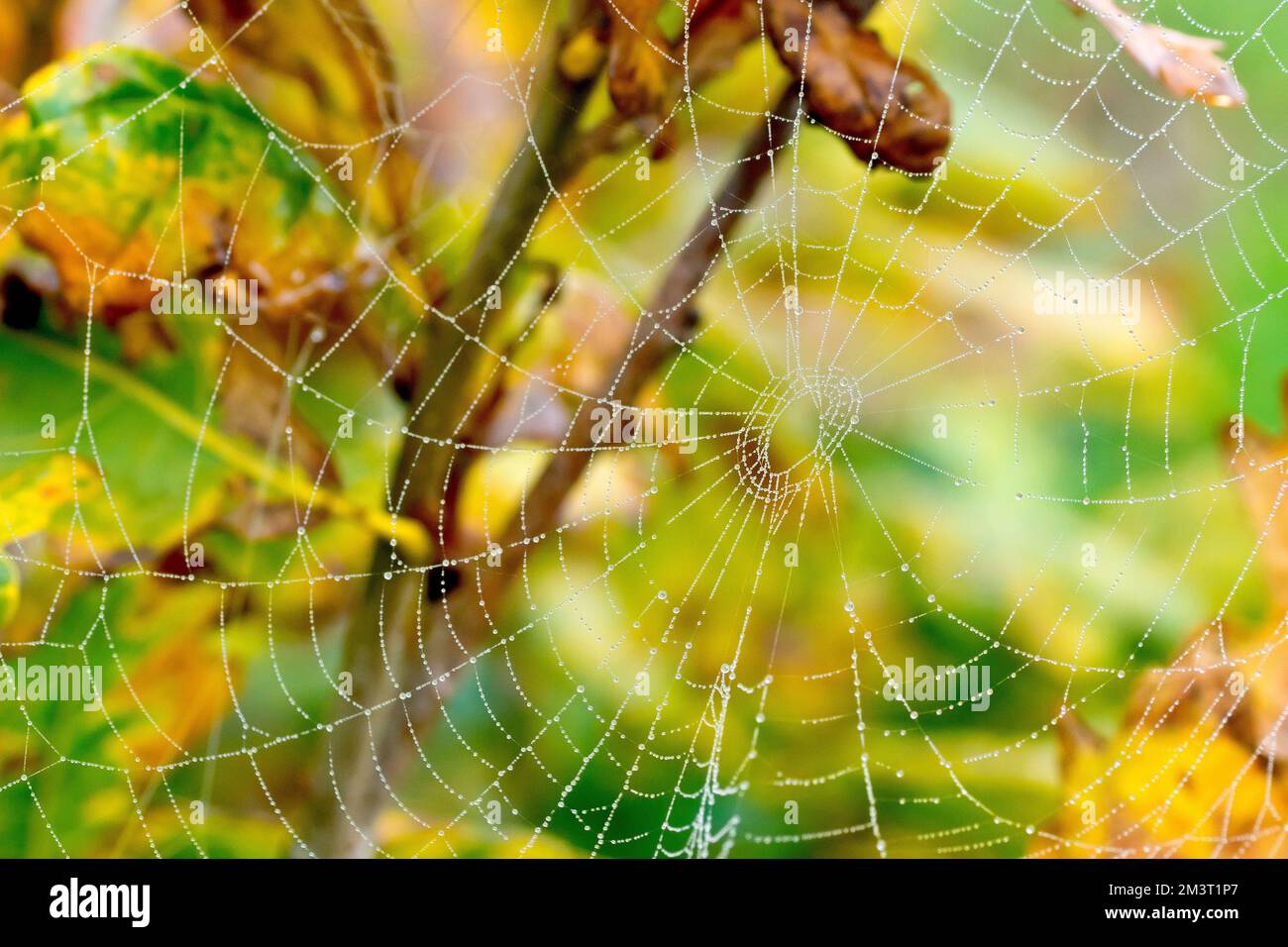 Nahaufnahme eines mit Tau bedeckten Spinnennetzes, das im Herbst zwischen den Zweigen einer jungen Eiche gespannt war. Stockfoto