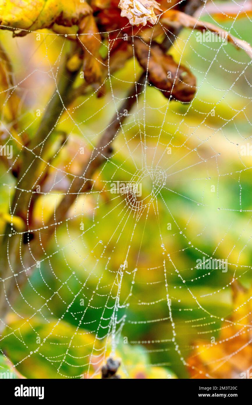 Nahaufnahme eines mit Tau bedeckten Spinnennetzes oder Spinnennetzes, das im Herbst zwischen den Zweigen einer jungen Eiche aufgereiht ist. Stockfoto