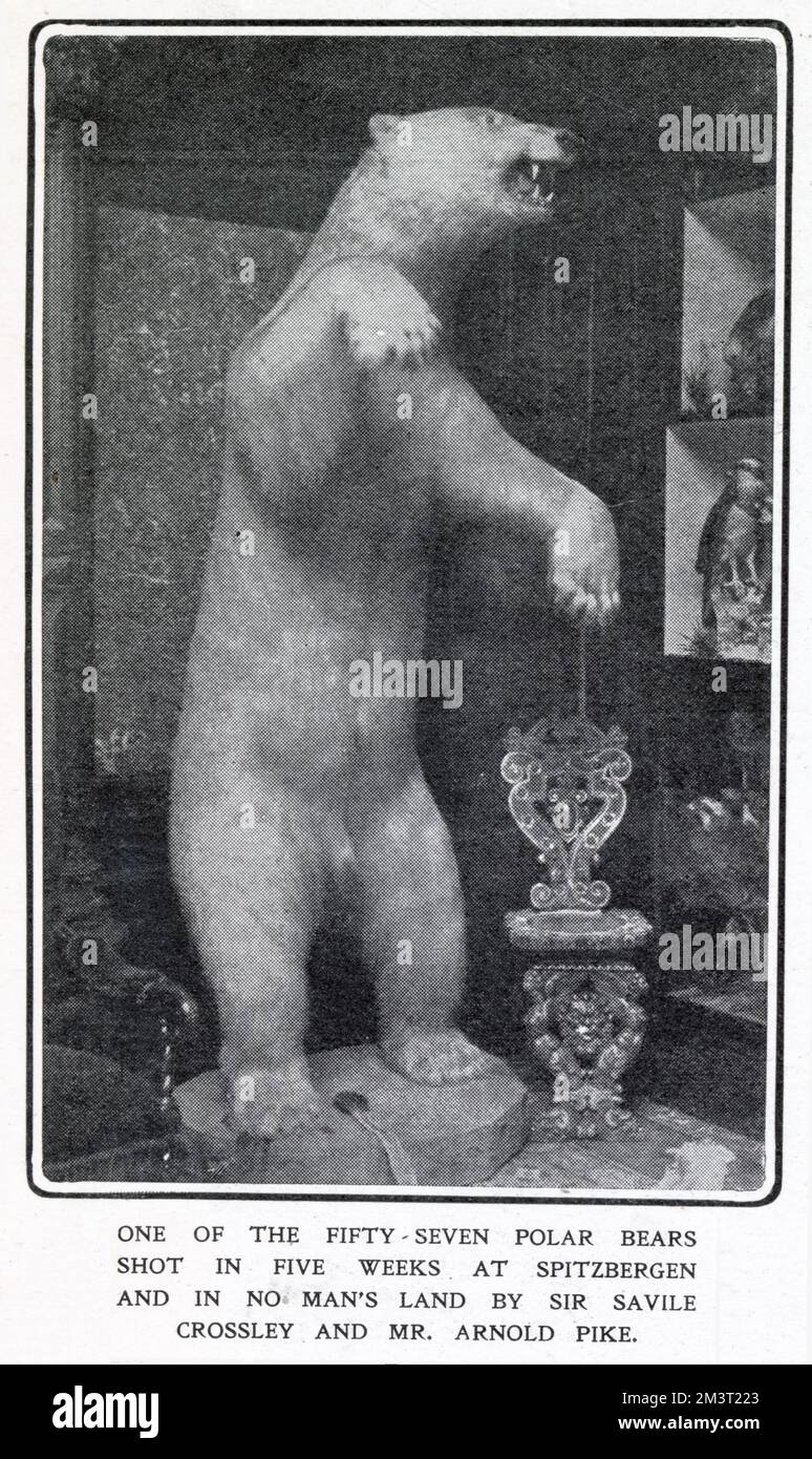 Ein gefüllter und berittener Eisbär in der Somerleyton Hall bei Lowerstoft, einer von 57 Bären, die in fünf Wochen in Spitzbergen und im Niemandsland von Sir Savile Crossley und Mr. Arnold Pike erschossen wurden. Stockfoto