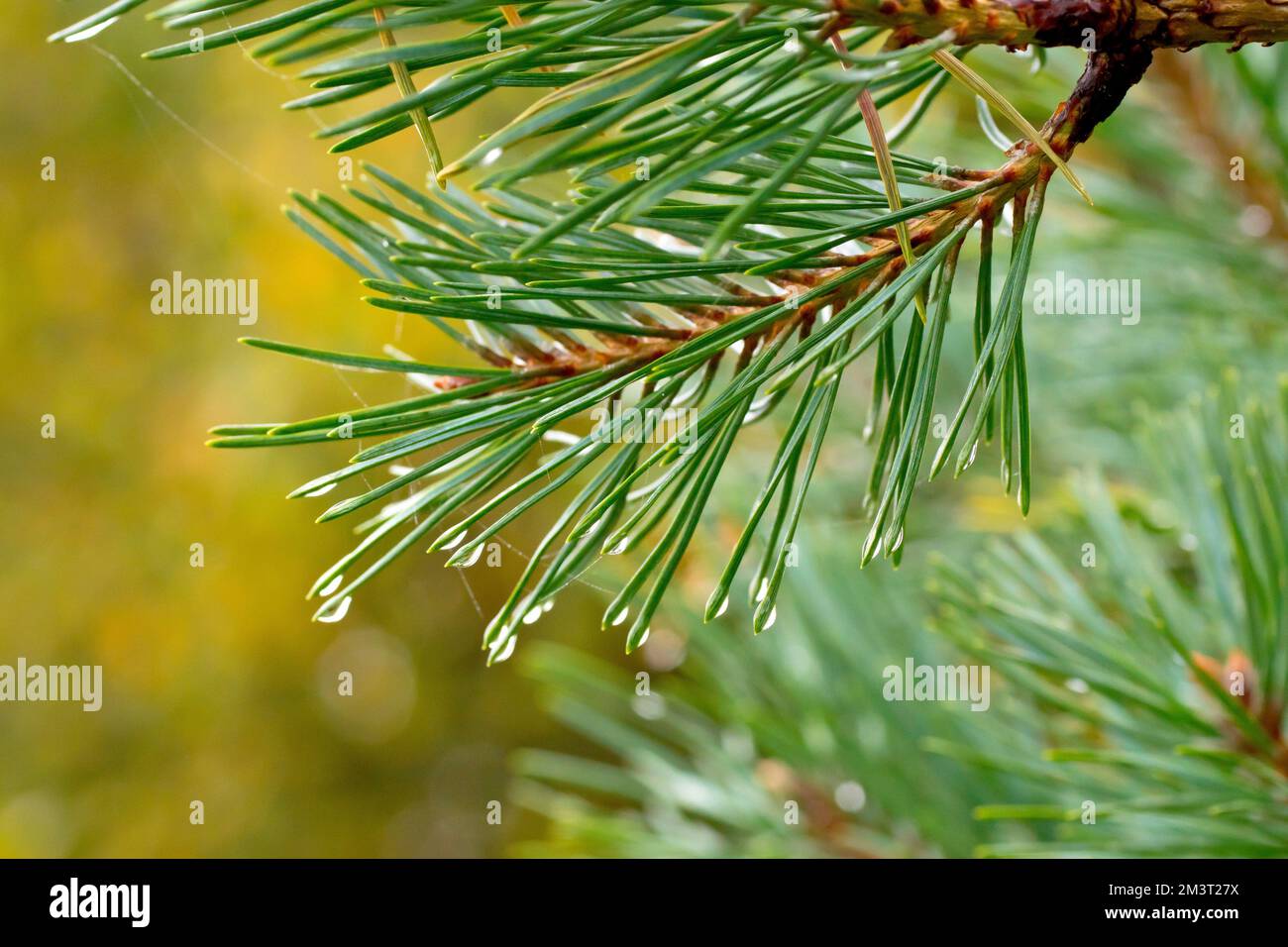 Scot's Pine (pinus sylvestris), Nahaufnahme der grünen Nadeln des Baumes an einem nebligen Tag mit Wassertropfen an den Enden. Stockfoto
