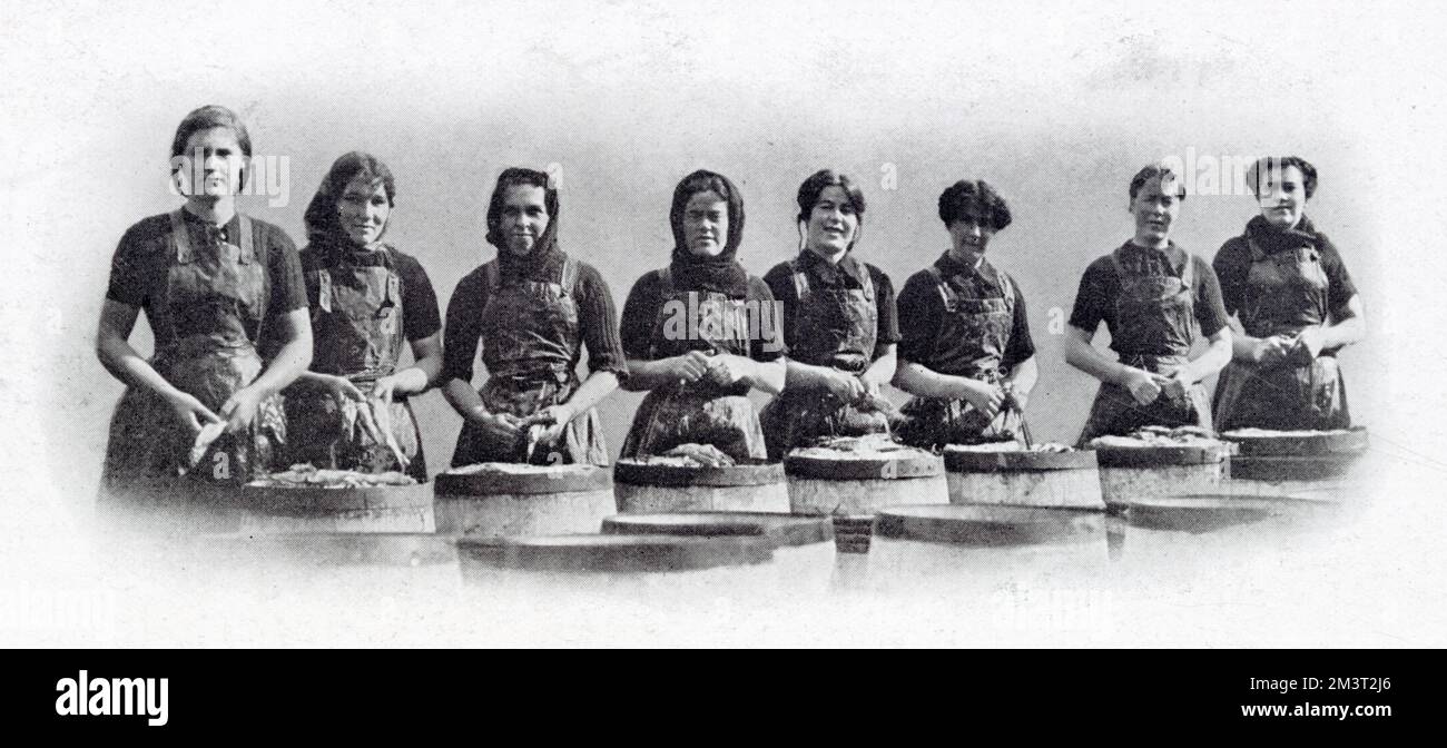 Das Foto zeigt eine Gruppe schottischer Frauen, die über den Fässern stehen, die mit Hering in Salzlake gefüllt sind, bereit für den Export. Stockfoto