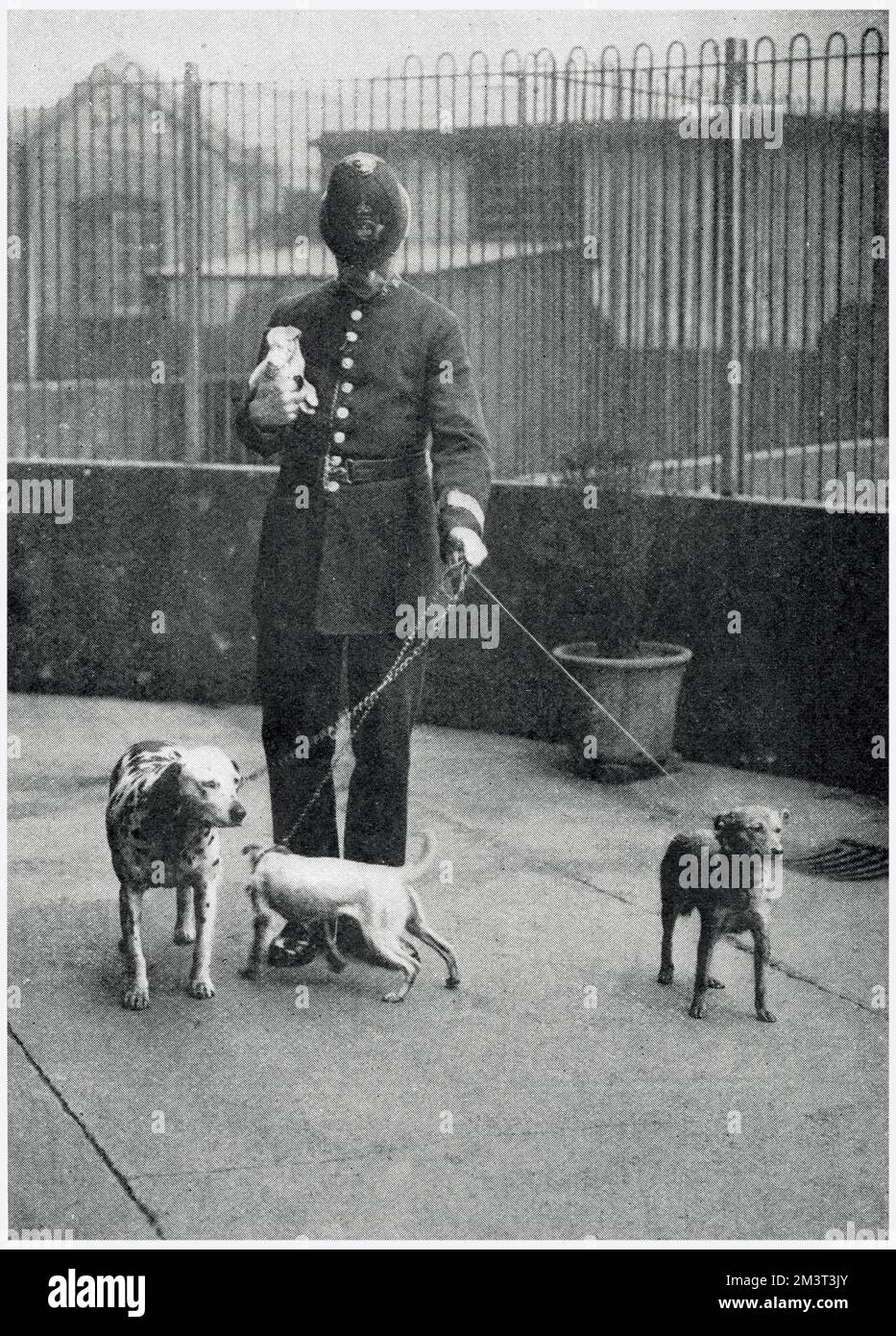 Vier Hunde, die ohne Maulkorb durch die Straßen Streifen, werden von einem Polizisten ins Hundeheim von Battersea gebracht. Aufgrund der neuen Verordnung, nach der Hunde wegen der Tollwutprävalenz nicht ohne Maulkorb sein durften. Hunde wurden von ihren Besitzern in große Mengen in den Obdachlosenheim gebracht. Datum: 1919 Stockfoto