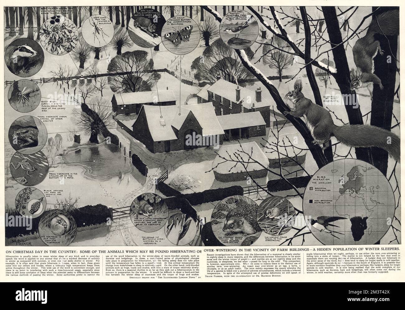 Tiere, die Neave Parker im Winterschlaf gefunden hat Stockfoto