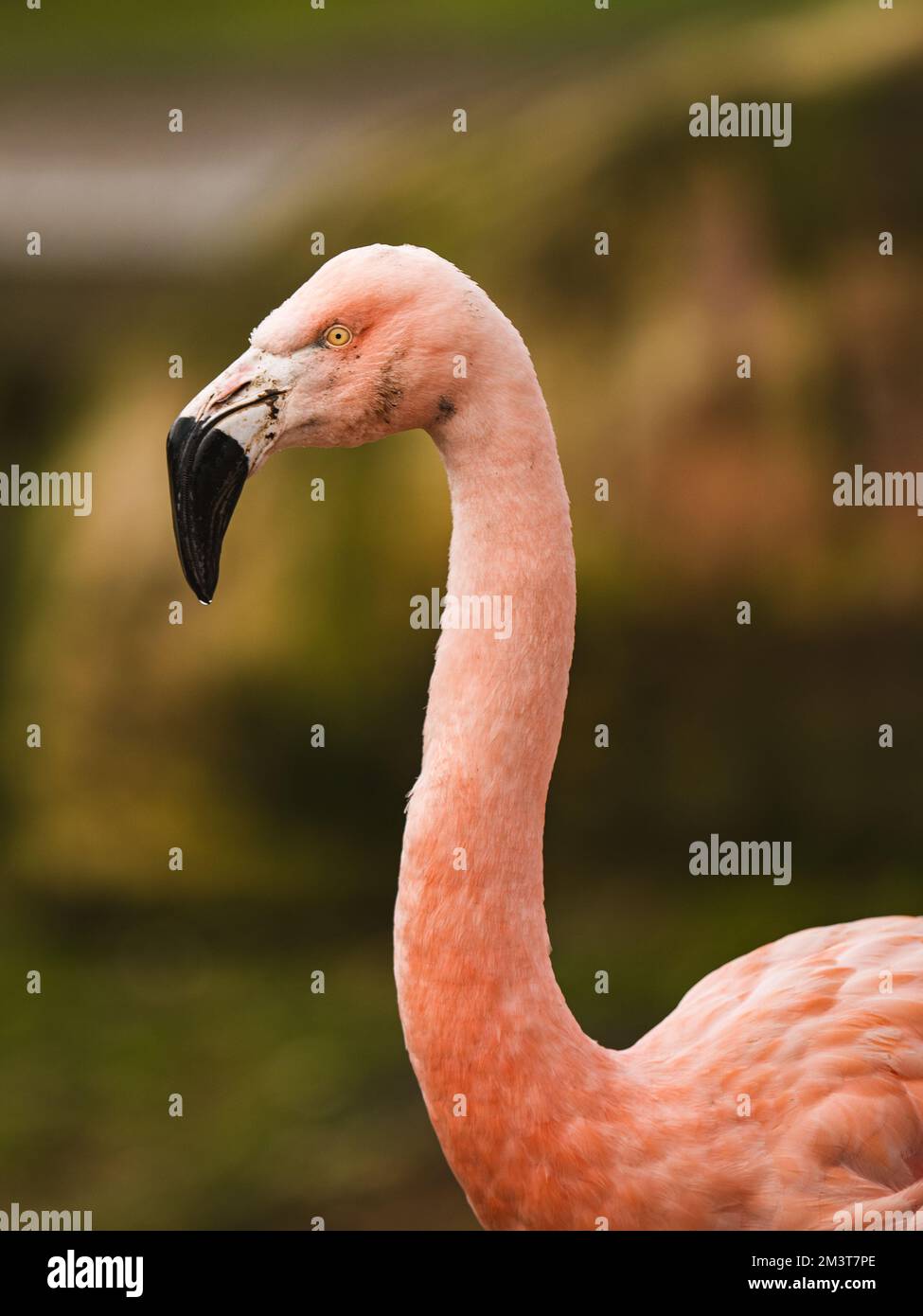 Ein vertikales Bild eines rosa Flamingo Stockfoto