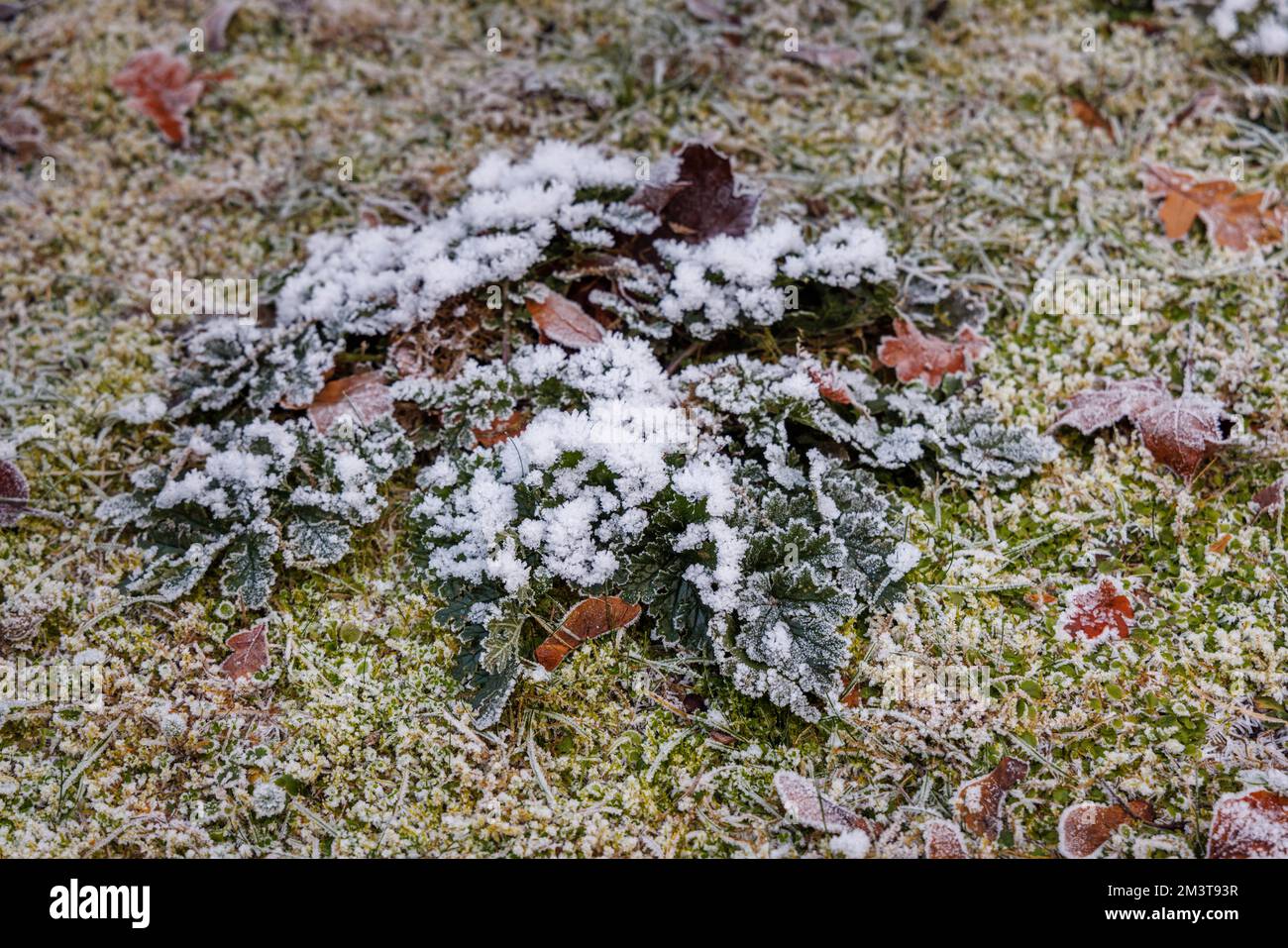 Frost- und Eiskristalle auf Unkraut auf einem moosbedeckten Rasen in einem Garten bei sehr kaltem Wetter und niedrigen Wintertemperaturen in Surrey, Südostengland, Großbritannien Stockfoto
