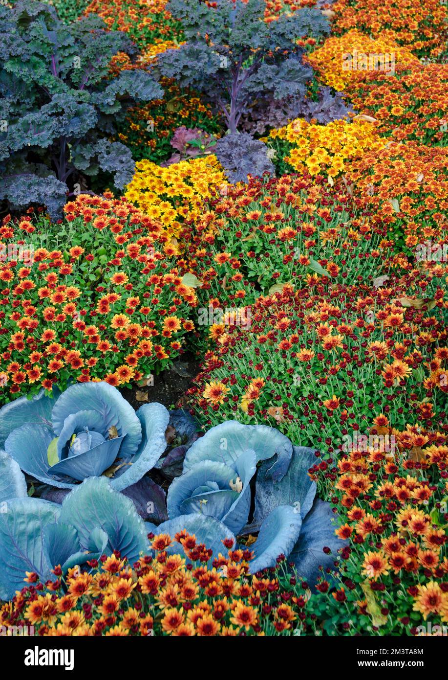 Die Herbstgärten des Cantigny Park im DuPage County, Illinois, sind von Müttern und anderen Pflanzen geprägt Stockfoto