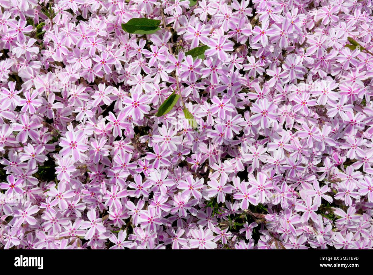 Moss Phlox, Phlox subulata „Candy Stripe“, Creeping Phlox, Phlox subulata, Stripes, Phlox, Blühend, Kriecher, Phloxe, Schleichend Stockfoto