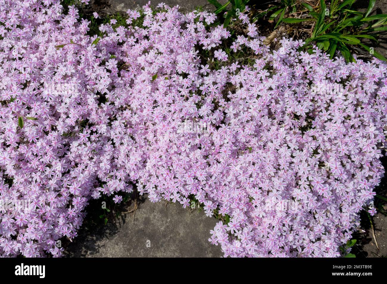 Phlox subulata Candy Stripes Stockfoto