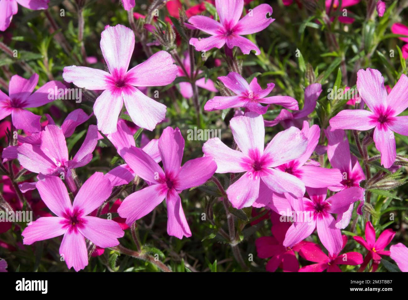 Woodland Phlox, Phlox divaricata 'Chattahoochee', Wild Sweet William, Forest Phlox, Pink Phlox, Schleichender Phlox, Nahaufnahme, Blume Stockfoto