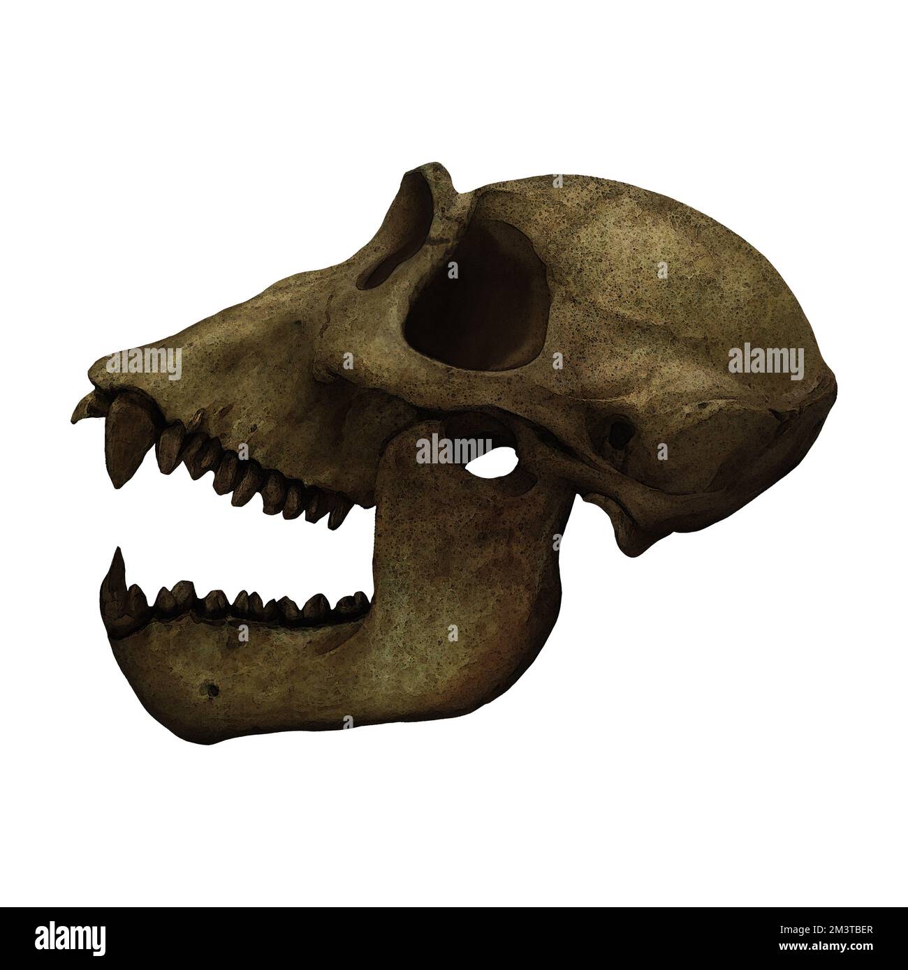 Gorilla Primate Skull Fossil Digital Art Nach Winters860 Isolierter, Transparenter Hintergrund Stockfoto