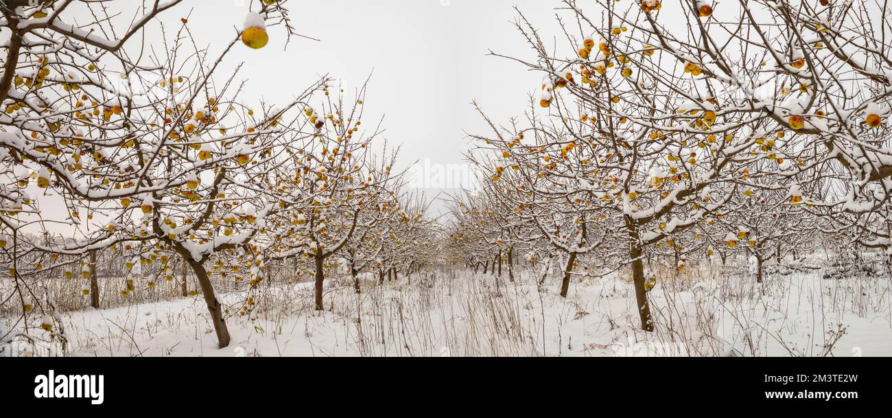Panorama eines verschneiten Wintergartens mit Äpfeln. Stockfoto