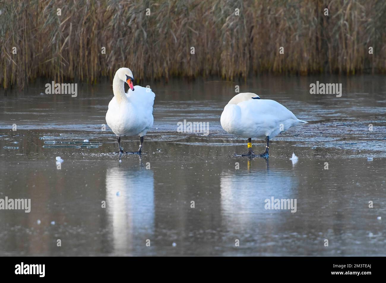 Weymouth, Dorset, Großbritannien. 16.. Dezember 2022 Wetter in Großbritannien. Schwäne stehen auf dem gefrorenen Wasser im Radipole Lake RSPB Nature Reserve in Weymouth in Dorset an einem Tag mit klarem Himmel, Sonne und eiskalten Temperaturen. Bildnachweis: Graham Hunt/Alamy Live News Stockfoto