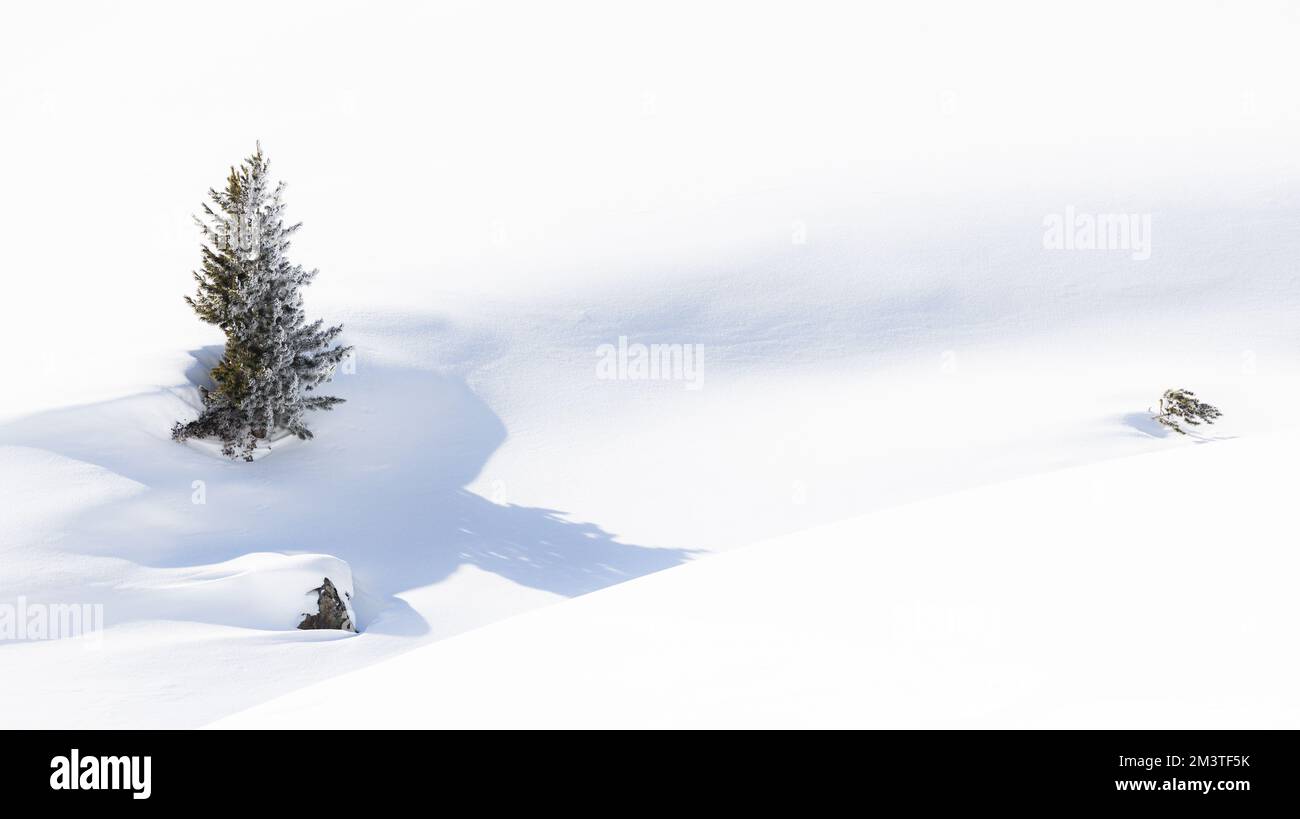 Ein einsamer Baum, der im Winter aus tiefem Schnee ragt Stockfoto