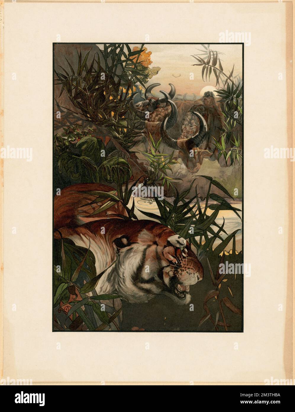 Shere Khan im Dschungel, Tiger, tropische Wälder, Wasserbüffel. John D. Merriam Kollektion Stockfoto