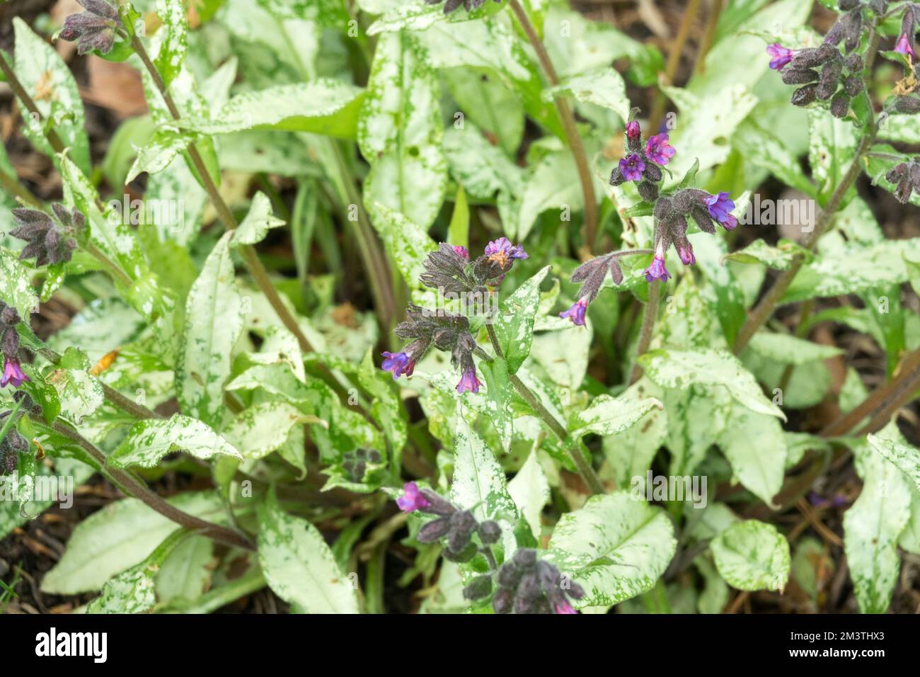 Lungwurz, Pulmonaria longifolia, variegiert, Blätter, Pulmonaria, Garten, langblättrige Lungenkraut, Pflanze, Frühling, Pulmonaria longifolia „Diana Clare“ Stockfoto