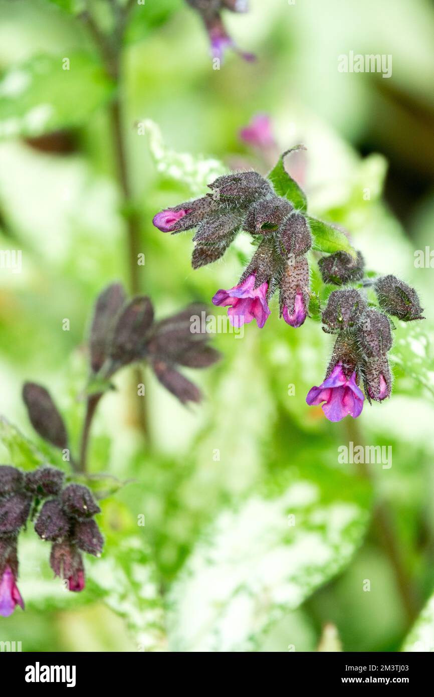 Pulmonaria, Frühling, Blätter, Lungenkraut, Blume, Pulmonaria longifolia, Blüte, Nahaufnahme, Langblatt-Lungenkraut, Blüte Stockfoto