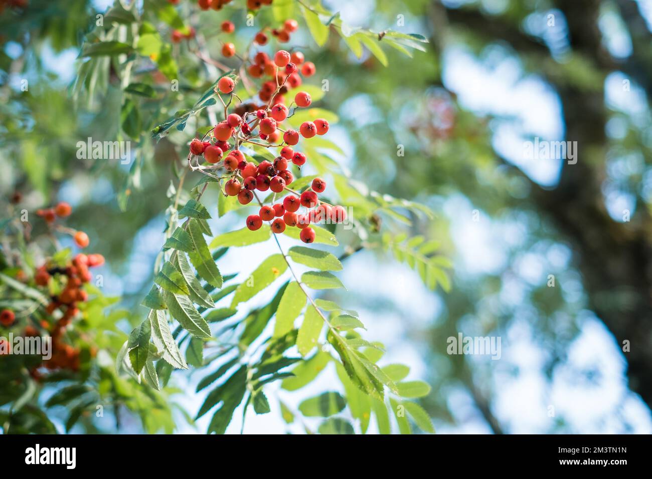 Herbstbanner mit Rowan-Beeren und Blättern. Natürliche Herbstlandschaft. Stockfoto