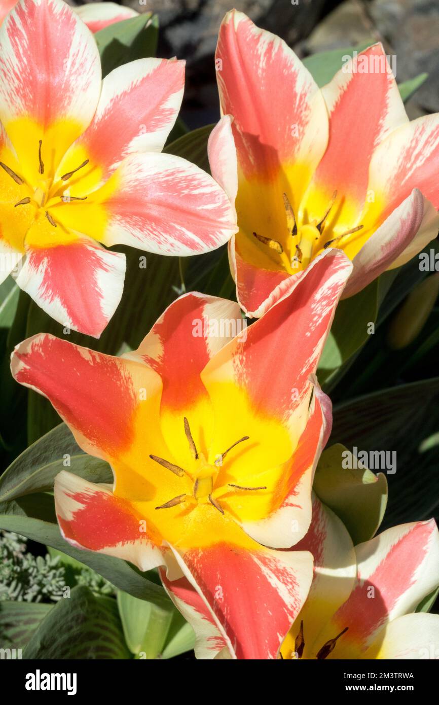 Greigii Tulip, Tulipa greigii 'Czaar Peter' Stockfoto