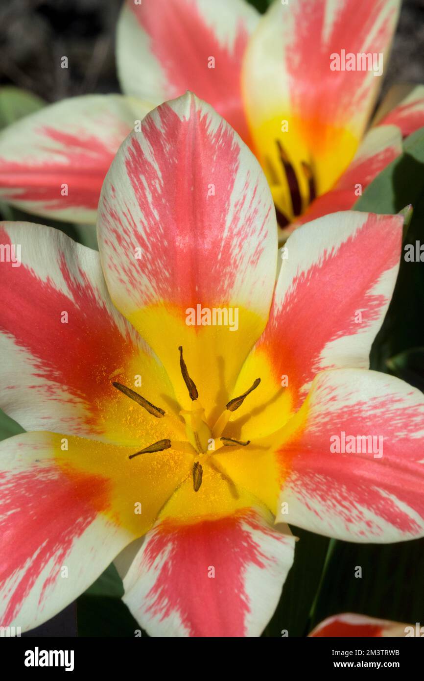 Greigii Tulip, Tulipa greigii „Czaar Peter“ Tulpenblume aus nächster Nähe Portrait, Blüte, blühende Bulbuspflanze Stockfoto