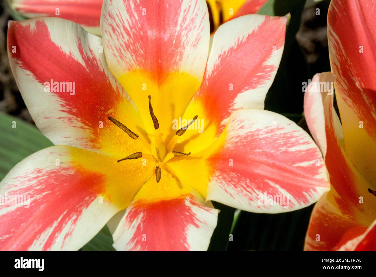 Greigii Tulip, Tulipa greigii „Czaar Peter“ Frühling, Blume, Tulpe, Orange, Frühling Nahblüte Stockfoto