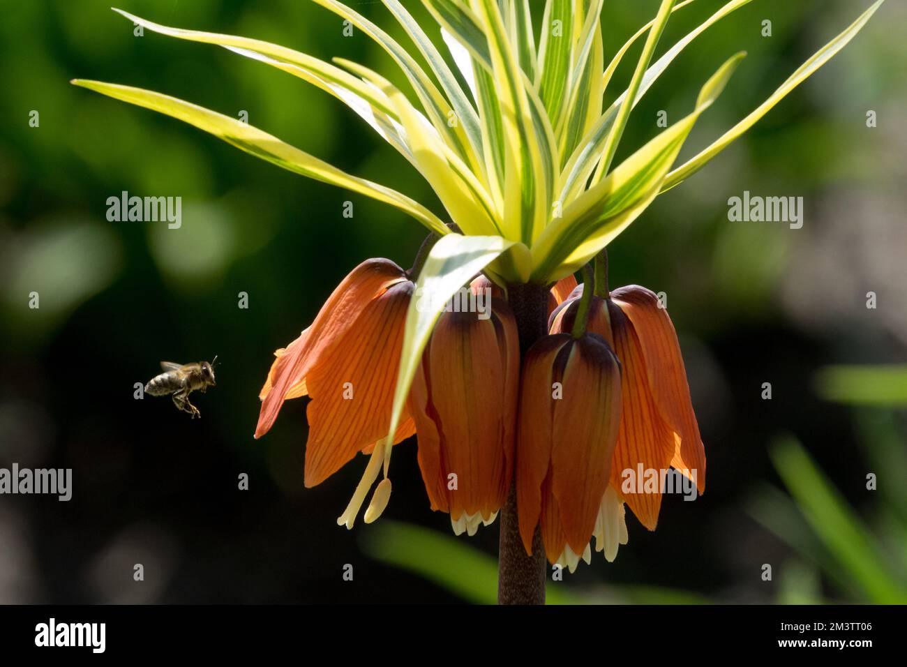 Europäische Honigbiene fliegt zur Blume kaiserliche Fritillare, Fritillaria imperialis „Aureomarginata“ Blume Stockfoto