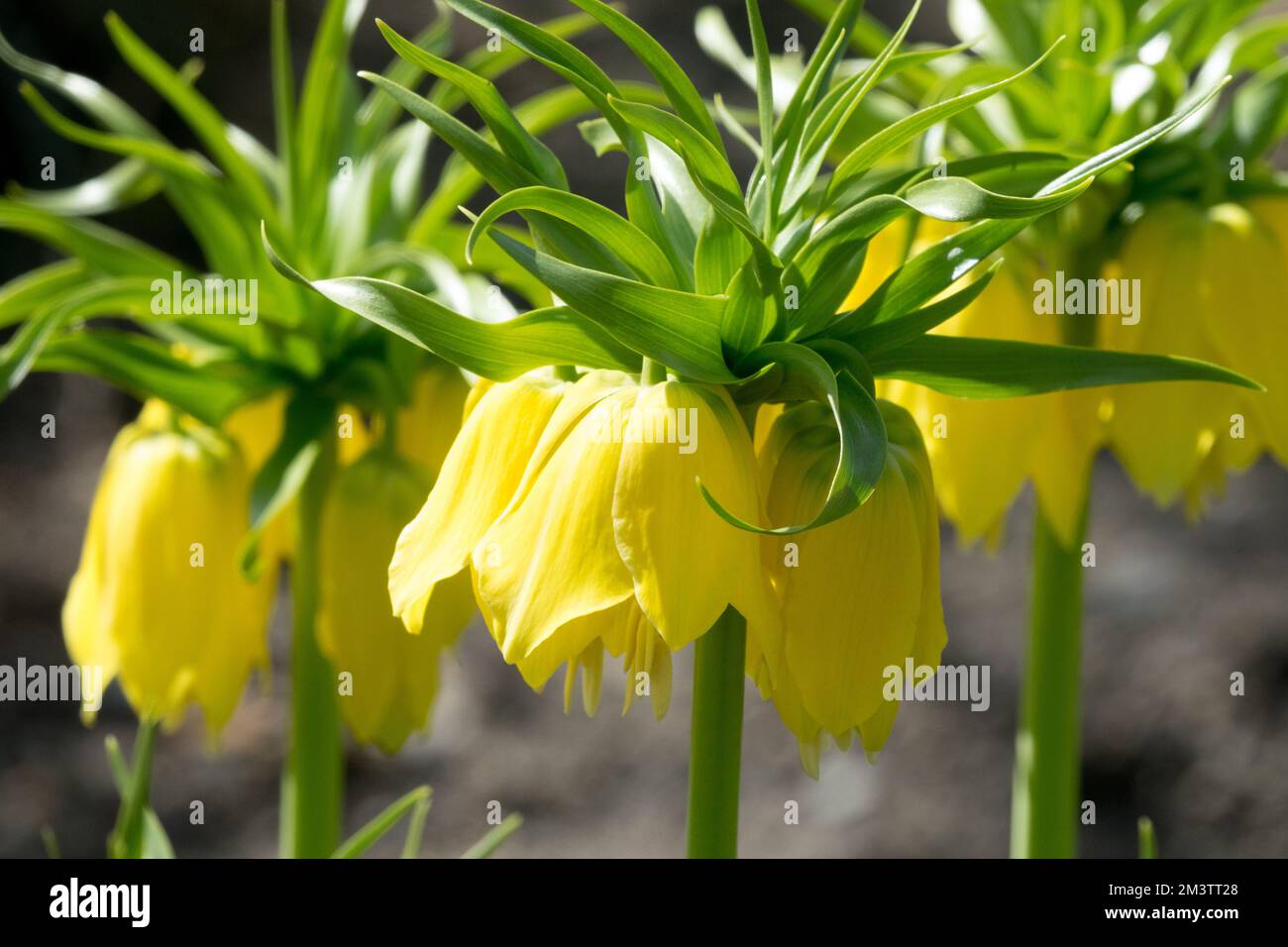 Gelb, kaiserliche Fritillare, Fritillaria imperialis „Lutea“ Stockfoto