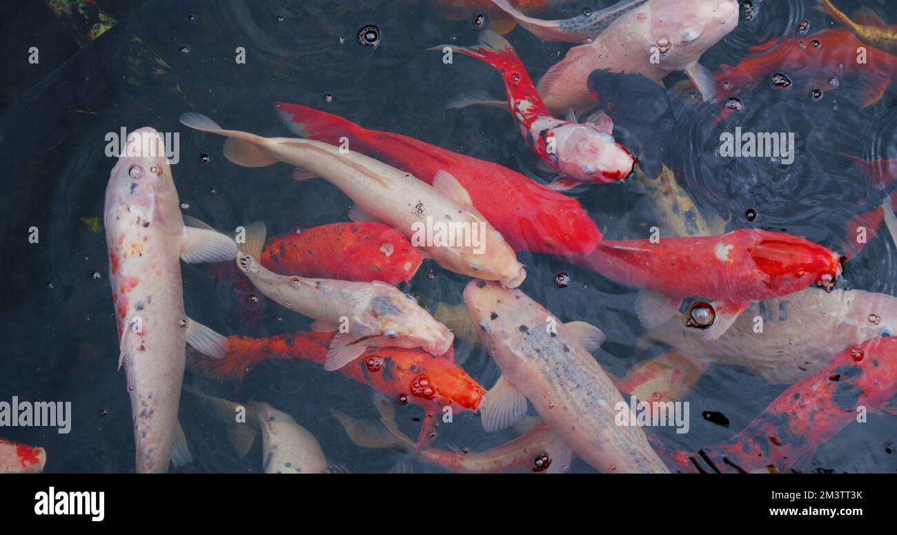 Koi-Fische, Cyprinus caprio, Cyprinus rubrofuscus schwimmen mit Reflexionen und kleinen Wellen an der Oberfläche. Niemand. Wildtiere. Stockfoto