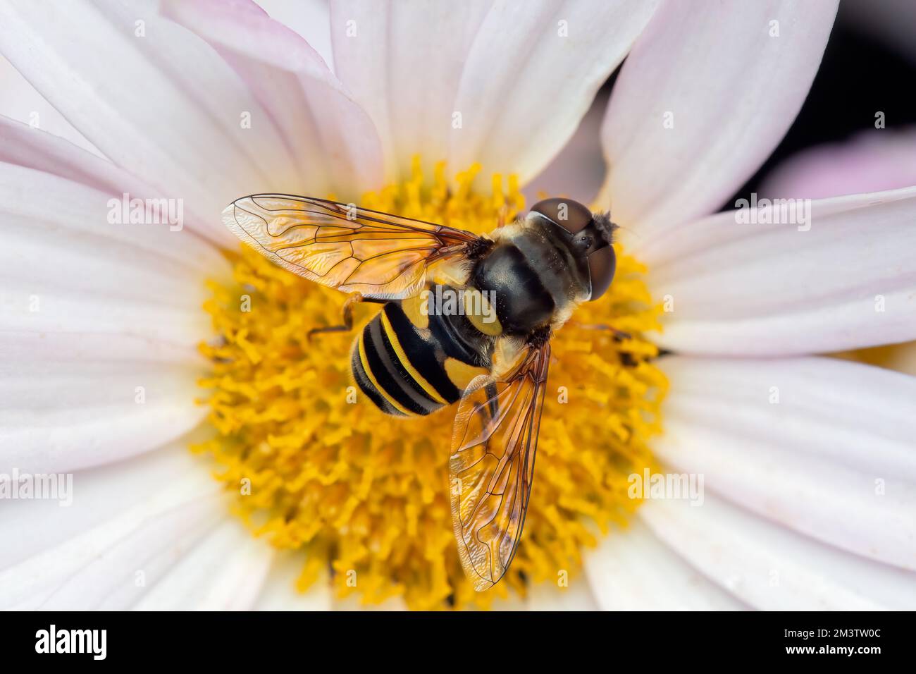 Eristalis transversa Diptera: Syrphidae - die Luftkissenfliegen sind eine Fliegenfamilie, deren Erwachsene Nektar aus Blumen saugen. Stockfoto