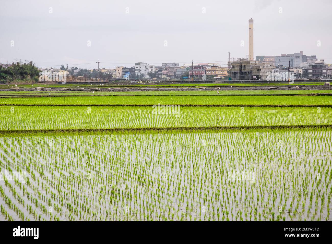 Reisfelder mit transplantierten Setzlingen in Dongshan Township, Yilan County, Taiwan Stockfoto
