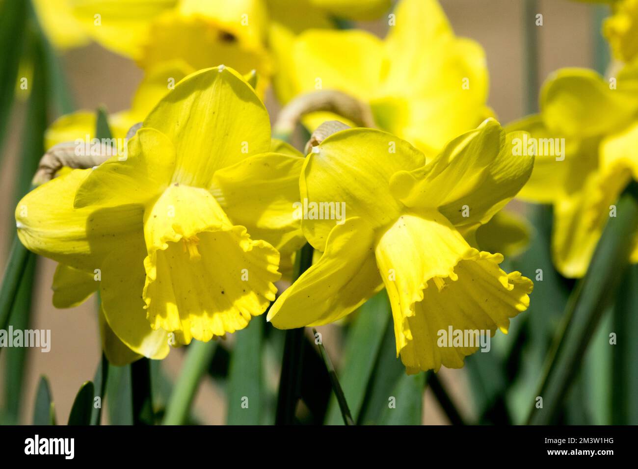 Narzissen „Tagtraum“, Frühling, gelbe Narzissen, Trompeten-Narzissen, lebendige Blumen im Garten Stockfoto