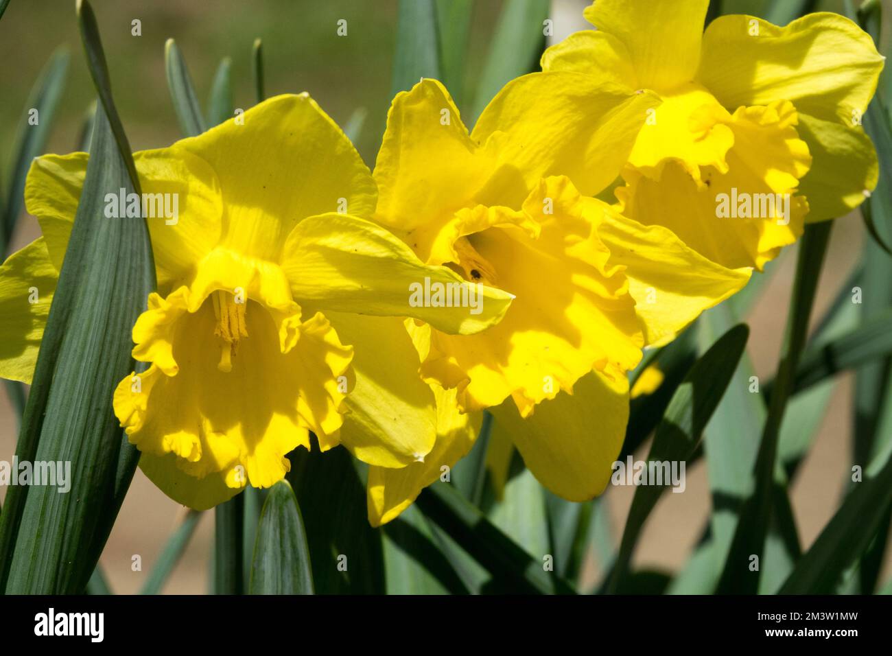 Gelbe Narzissen, Trompeten-Narzissen, Frühling, Garten, Narzissen „Arkle“ Stockfoto