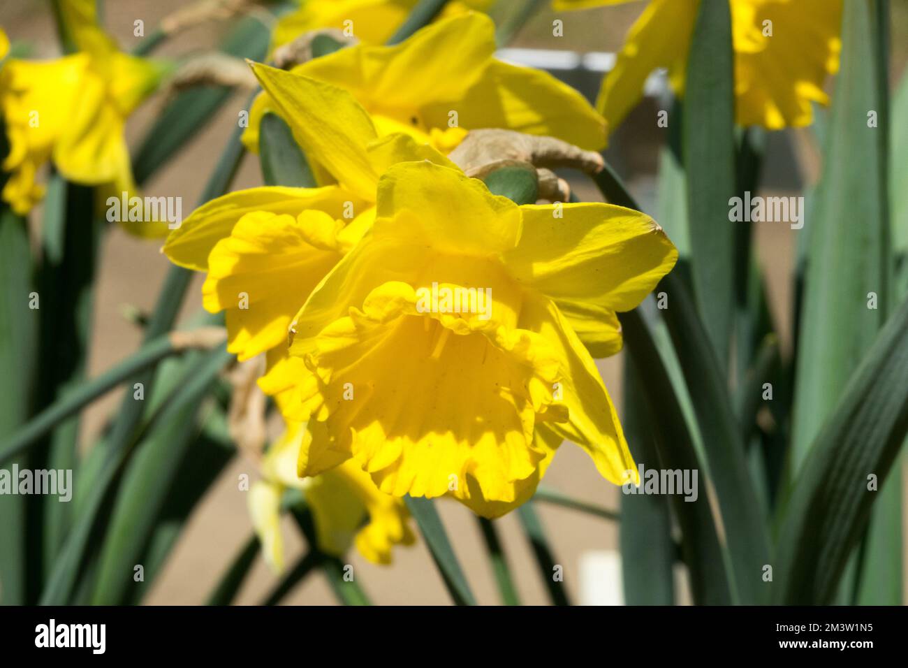 Gelbe Narzissen, Gelb, Kultivar, Narzissen, Nahaufnahme, Blume, Blüte, Frühling, Garten Stockfoto