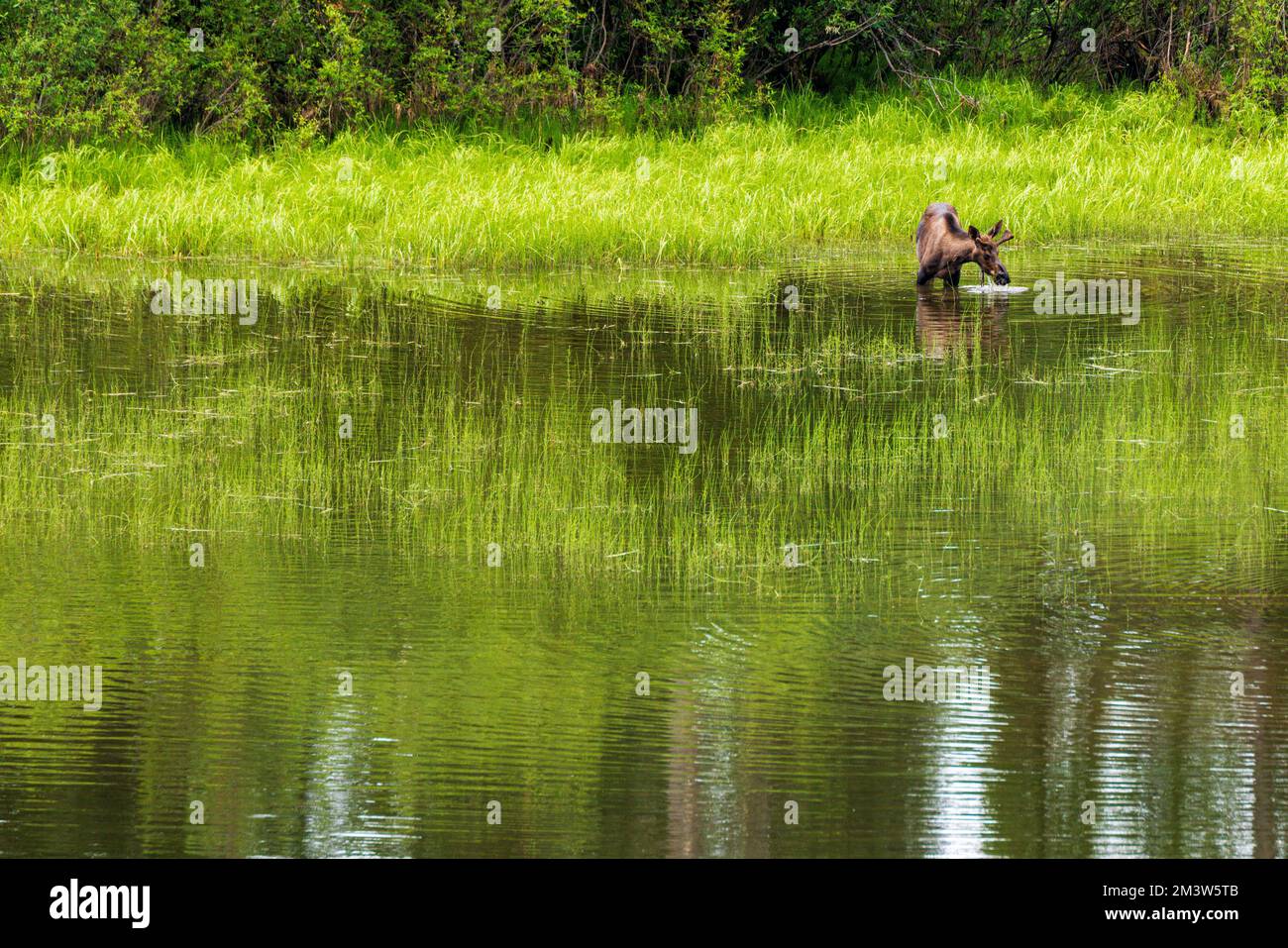 Jungbullen Moose (Alces alces), die sich auf der Seevegetation ernähren; Dease Lake; am Stewart-Cassiar Highway; British Columbia; Kanada Stockfoto