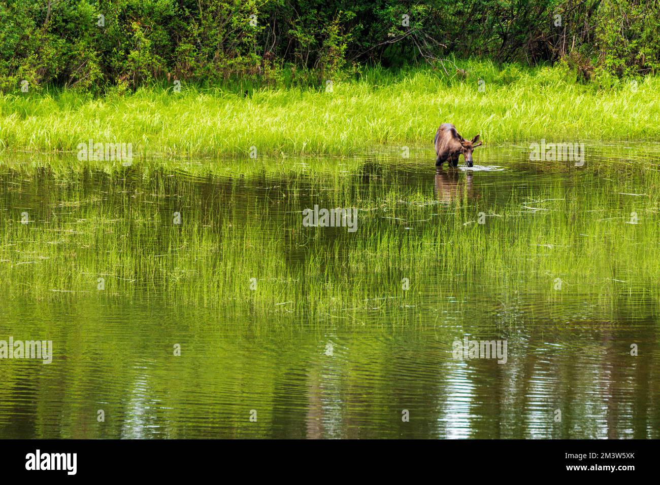 Jungbullen Moose (Alces alces), die sich auf der Seevegetation ernähren; Dease Lake; am Stewart-Cassiar Highway; British Columbia; Kanada Stockfoto